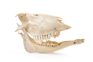 Image description is not available for 1997.1.17